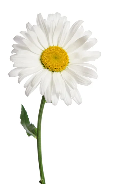 Chamomile flower on white background — Stock Photo, Image