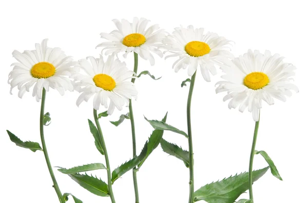 Hermosas manzanillas aisladas en blanco — Foto de Stock