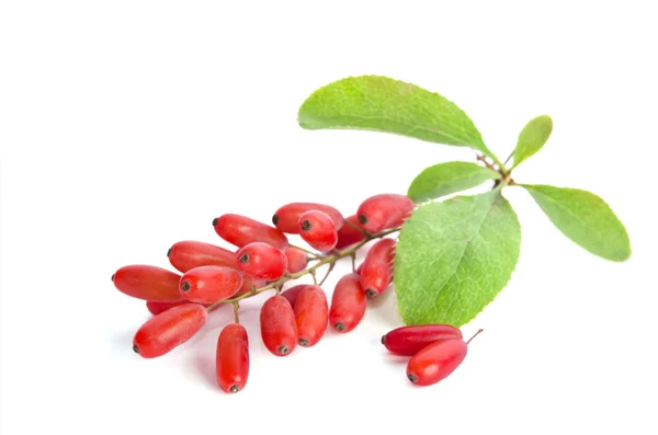 Olgun barberries beyaz arka plan üzerinde izole