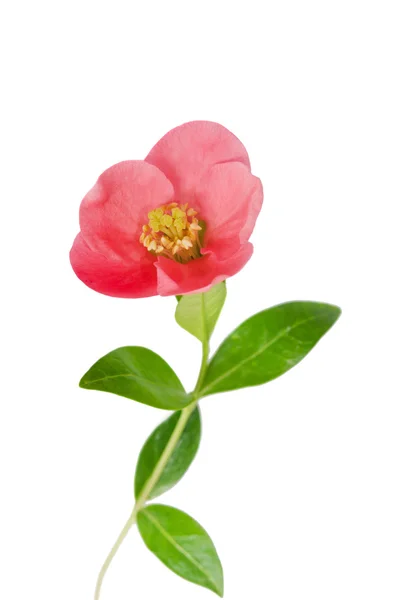 白い背景に美しいピンクの花 — ストック写真