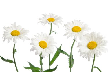 güzel chamomiles üzerinde beyaz izole