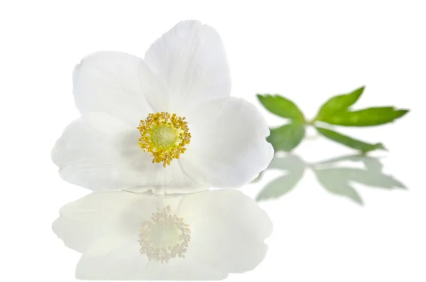Anémona flor blanca aislada sobre fondo blanco —  Fotos de Stock