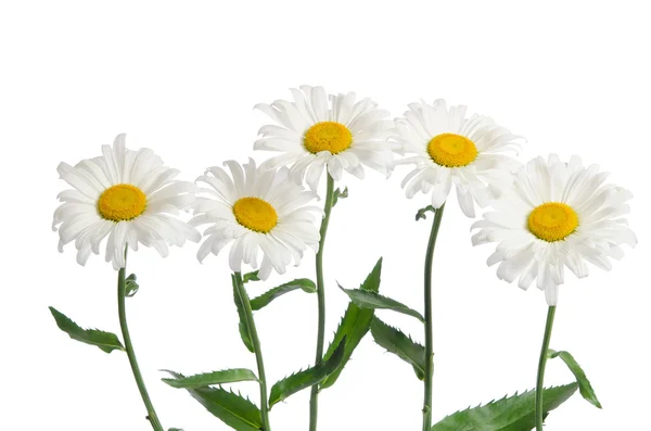 Camomilas bonitas isoladas em branco — Fotografia de Stock