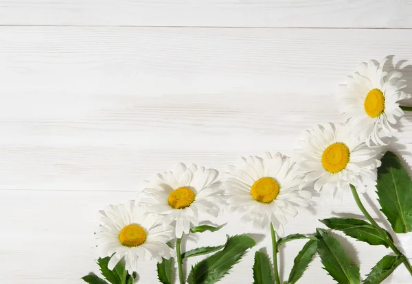 Kamomill blomma på vita bord av trä — Stockfoto