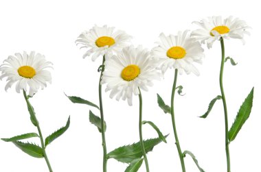 Beyaz arkaplanda papatya çiçeği