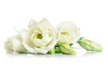 Beyaz arka plan üzerinde izole güzel beyaz eustoma çiçek