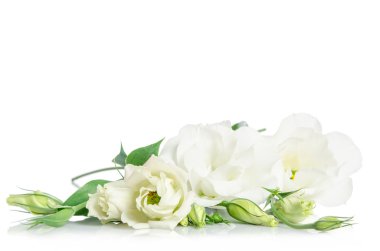 Beautiful white eustoma flowers isolated on white background clipart