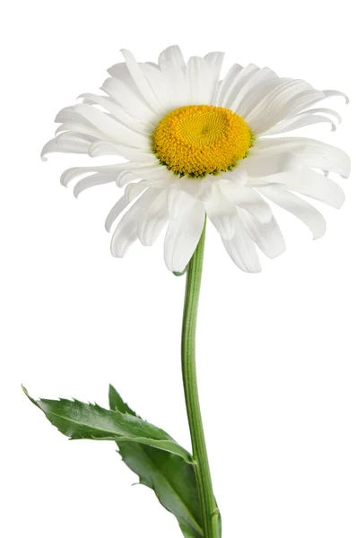Flor de manzanilla sobre fondo blanco — Foto de Stock