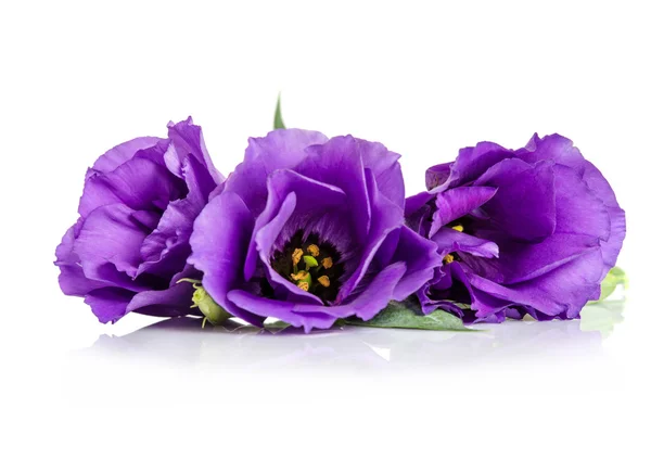 Beautiful violet eustoma flowers isolated on white background — Stock Photo, Image