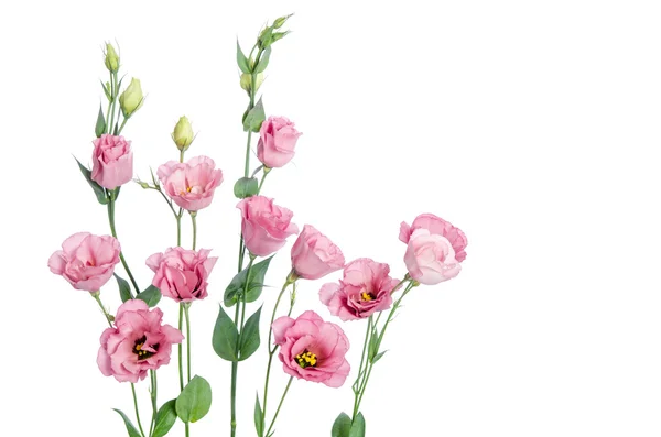 Hermosas flores de eustoma rosa aisladas sobre fondo blanco — Foto de Stock