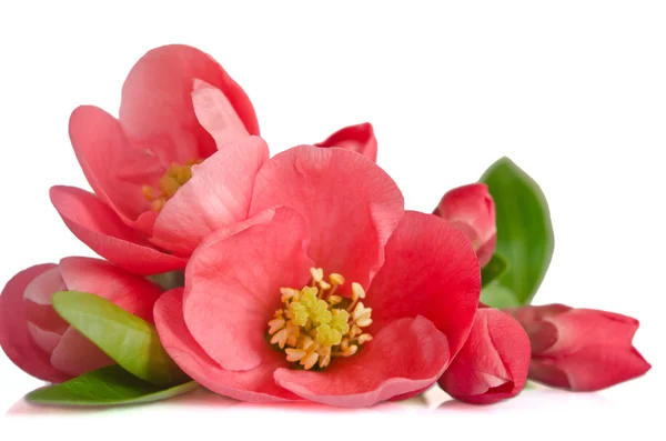 Hermosas flores de color rosa con brotes sobre fondo blanco — Foto de Stock