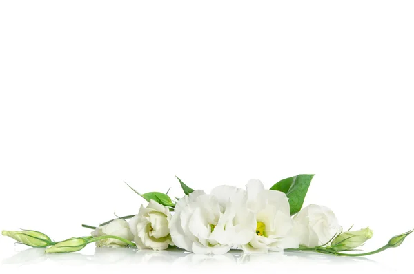 Hermosas flores de eustoma blanco aisladas sobre fondo blanco —  Fotos de Stock