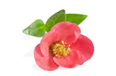 Beyaz arka planda güzel pembe çiçek