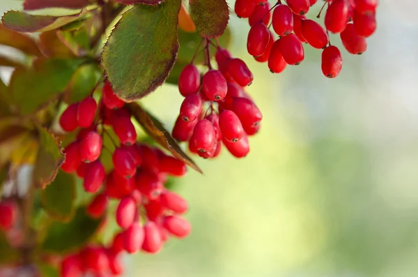Bayas rojas de arándano en el árbol — Foto de Stock
