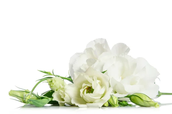 Hermosas flores de eustoma blanco aisladas sobre fondo blanco —  Fotos de Stock