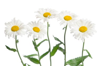 güzel chamomiles üzerinde beyaz izole