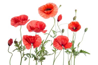 Kırmızı gelincikler beyaz arkaplanda izole edilmiş