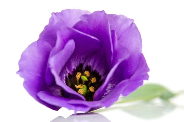 Linda flor eustoma violeta isolado no fundo branco — Fotografia de Stock