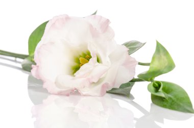 Beyaz arka plan üzerinde izole güzel hafif pembe eustoma çiçek