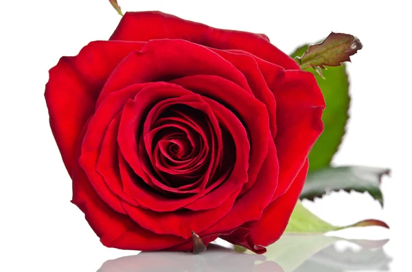 Beautiful bud of red rose lying down on a white background — Stock Photo, Image