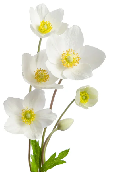 White anemone flowers  isolated on white background — Stock Photo, Image