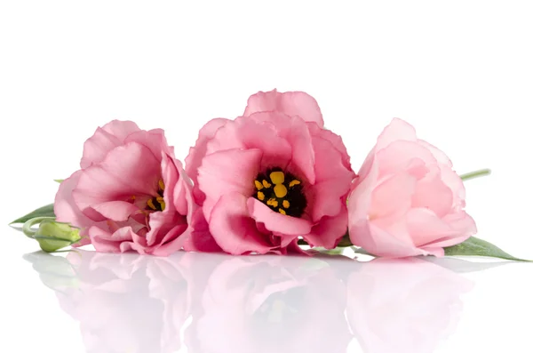 Beautiful pink eustoma flowers isolated on white background — Stock Photo, Image