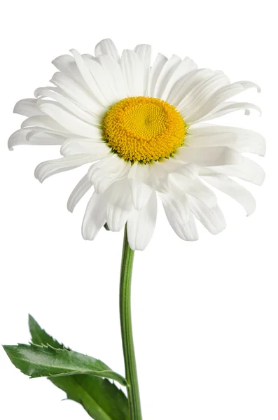 Flor de camomila no fundo branco — Fotografia de Stock