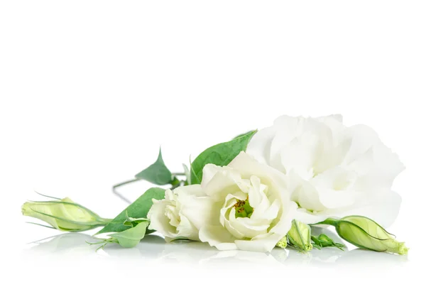 Mooie witte eustoma bloemen geïsoleerd op witte achtergrond — Stockfoto