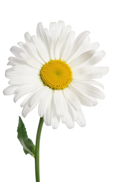 Chamomile flower on white background — Stock Photo, Image