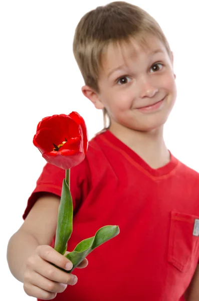 Niño sosteniendo tulipán rojo aislado en blanco — Foto de Stock