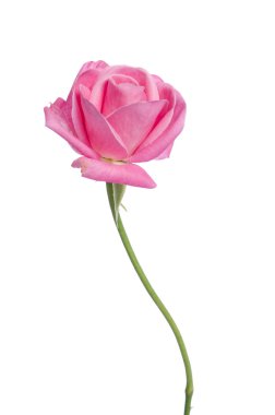 Güzel taze pembe Gül beyaz arka plan üzerinde izole