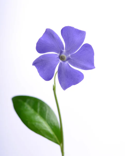 Фиолетовый Periwinkle Белом Фоне Нежные Лепестки — стоковое фото