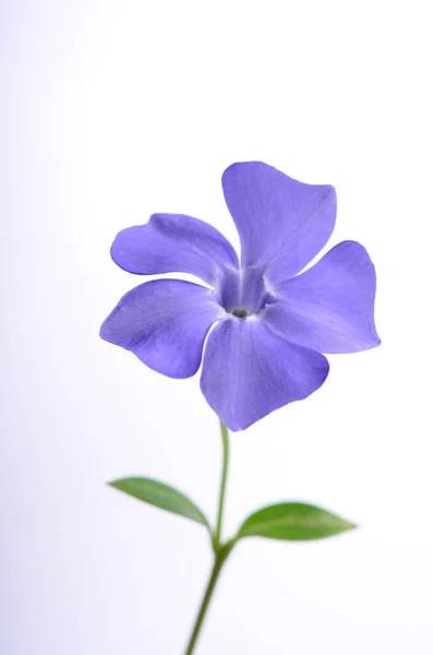 Purple Periwinkle White Background Delicate Petals — Stock Photo, Image