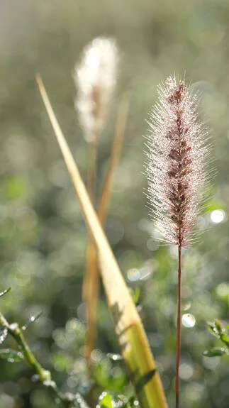 Spikelet Ochtend Zonnestralen Groene Bladeren — Stockfoto