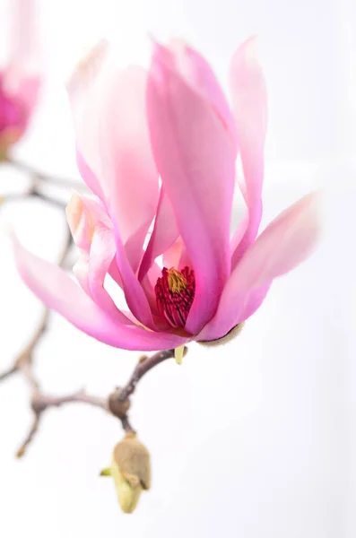 Magnolia Bloeit Een Tak Witte Achtergrond Paarse Bloemen — Stockfoto