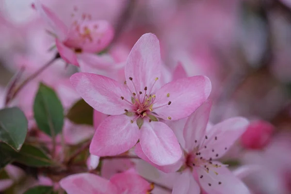 粉红色的苹果开花 叶子在模糊的背景上 春天的一天 — 图库照片