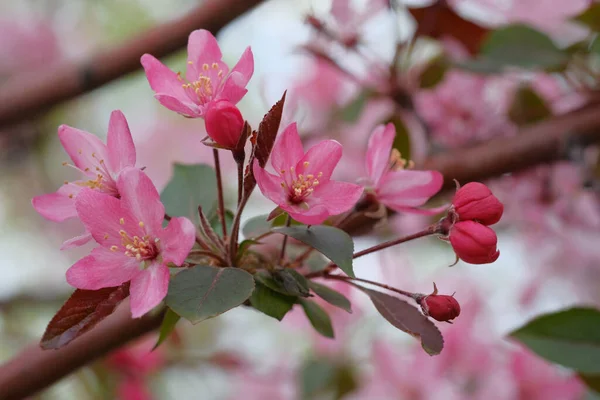 Pink Apple Blossom Leaves Blurred Background Spring Day Warmly — Stock Photo, Image