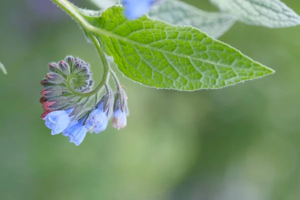 Blauwe Wilde Bloemen Een Warme Zomerdag Klokbloemen — Stockfoto