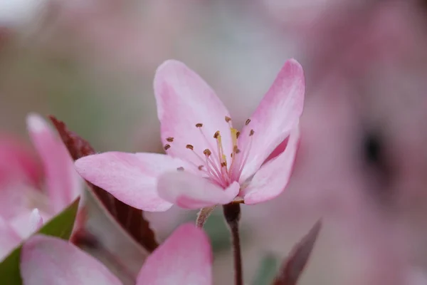 Pink Apple Blossom Leaves Blurred Background Spring Day Warmly — Stock Photo, Image