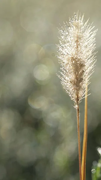 Spikelet Por Mañana Rayos Solares Hojas Verdes —  Fotos de Stock