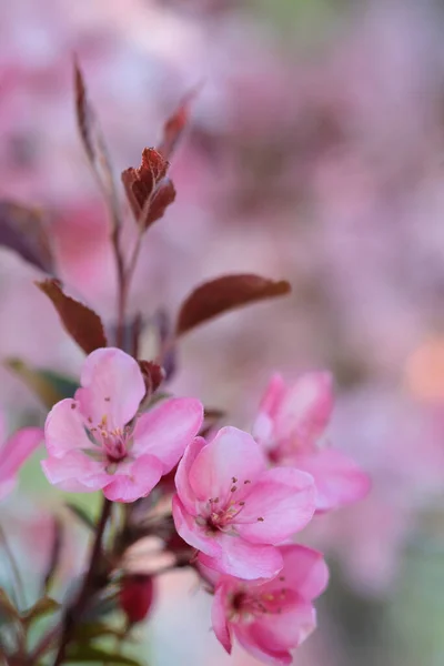 Roze Appelbloesem Bladeren Een Wazige Achtergrond Lente Dag Warm — Stockfoto