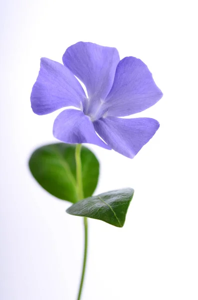 Purple Periwinkle White Background Delicate Petals — Stock Photo, Image