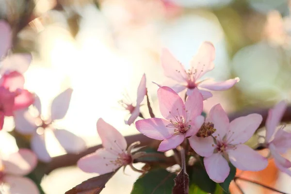 Roze Appelbloesem Bladeren Een Wazige Achtergrond Lente Dag Warm — Stockfoto