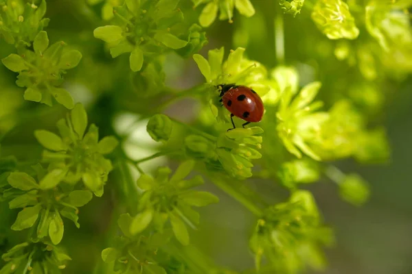 Ladybug Sits Bud Sunny Day Spring Greens — Stock Photo, Image