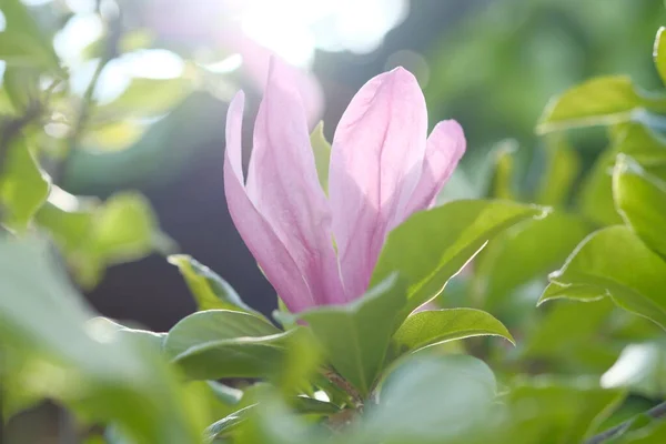 One Magnolia Flower Leaves Sunlight Summer Sunny Day Pink Flower — Stock Photo, Image