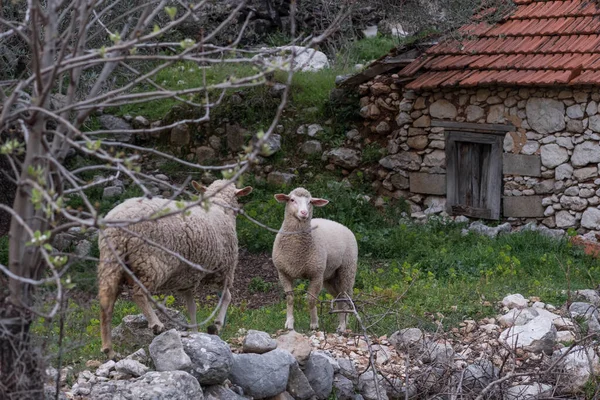 Две Овцы Сарае Старый Каменный Амбар — стоковое фото