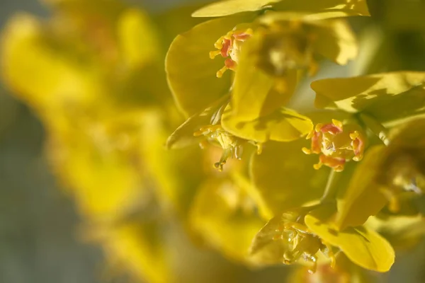 Żółte Kwiaty Oświetlone Słońcem Słoneczny Poranek Górach — Zdjęcie stockowe