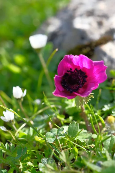 Solen Lyser Upp Blommorna Lila Anemon — Stockfoto