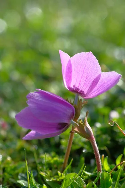 Lila Anemoner Bland Gräset Solig Dag — Stockfoto