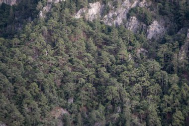 Dağlar ormanla kaplandı. Dağ sırası. Kozalaklı orman.